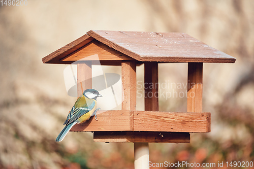 Image of beautiful small bird great tit on bird feeder