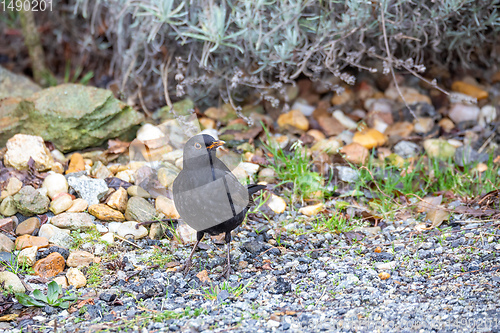 Image of male of Common black bird in winter