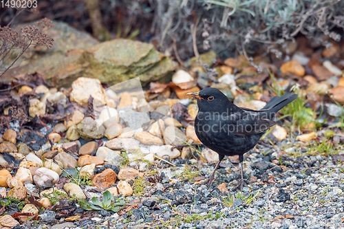 Image of male of Common black bird in winter