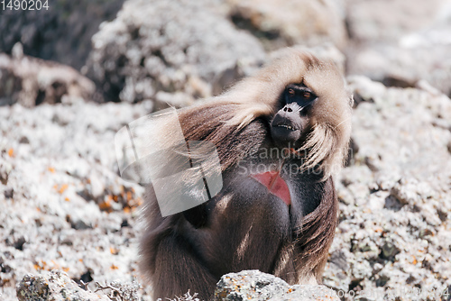 Image of endemic Gelada in Simien mountain, Ethiopia