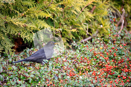 Image of male of Common blackbird in garden