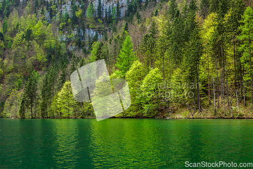 Image of Green trees reflecting in lake