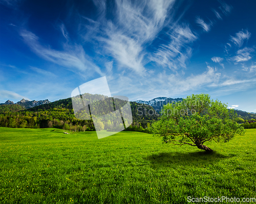 Image of Alpine meadow in Bavaria, Germany