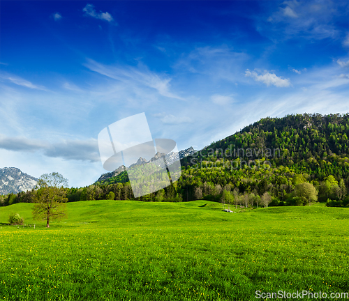 Image of Alpine meadow in Bavaria, Germany