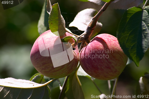 Image of Apples