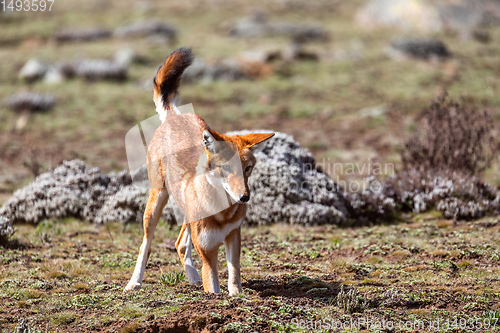 Image of hunting ethiopian wolf, Canis simensis, Ethiopia