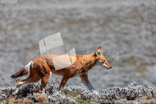 Image of hunting ethiopian wolf, Canis simensis, Ethiopia