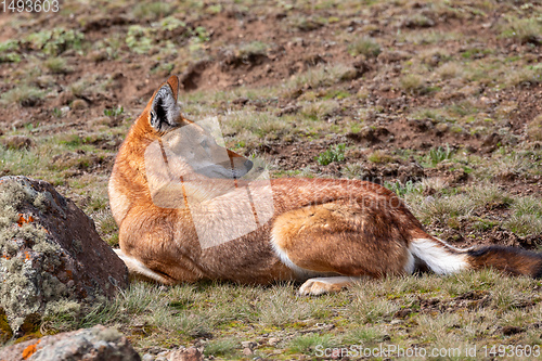 Image of hunting ethiopian wolf, Canis simensis, Ethiopia