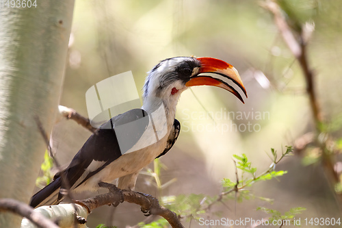 Image of bird Von der Decken\'s Hornbill, Ethiopia wildlife