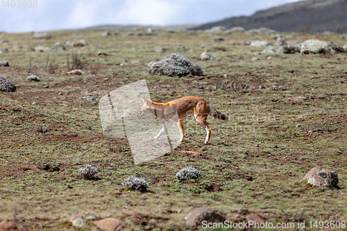 Image of hunting ethiopian wolf, Canis simensis, Ethiopia