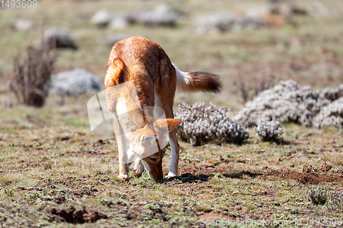 Image of hunting ethiopian wolf, Canis simensis, Ethiopia