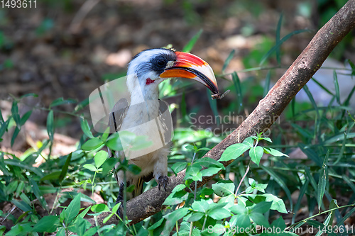 Image of bird Von der Decken\'s Hornbill, Ethiopia wildlife