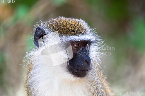 Image of Vervet monkey in Lake Chamo, Ethiopia