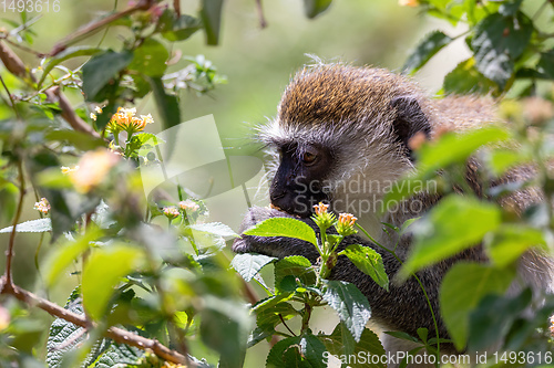 Image of Vervet monkey in Lake Chamo, Ethiopia