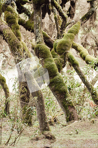 Image of Harenna Forest in Bale Mountains, Ethiopia