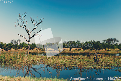 Image of Moremi game reserve landscape, Botswana Africa wilderness