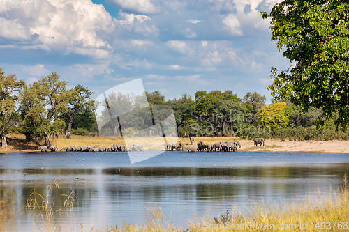 Image of African elephant, Namibia, Africa safari wildlife