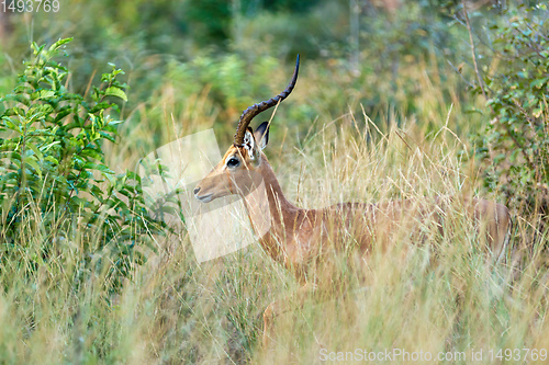 Image of Impala antelope Namibia, africa safari wildlife