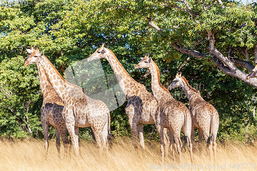 Image of South African giraffe Chobe, Botswana safari