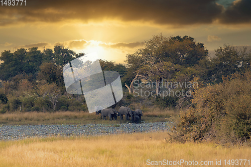 Image of African elephant, Namibia, Africa safari wildlife