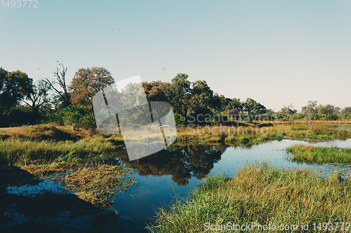 Image of Moremi game reserve landscape, Botswana Africa wilderness