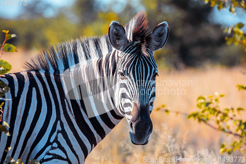 Image of Zebra in african bush, Okavango, Botsvana Africa