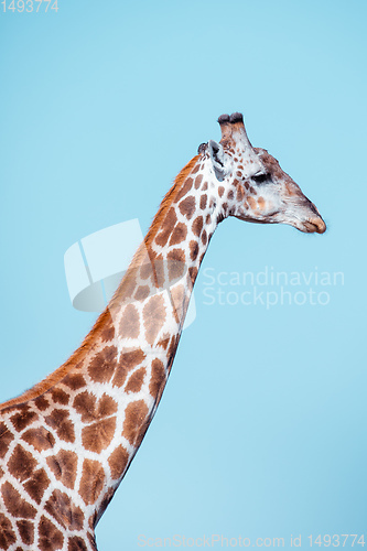 Image of South African giraffe Savuti, Botswana safari