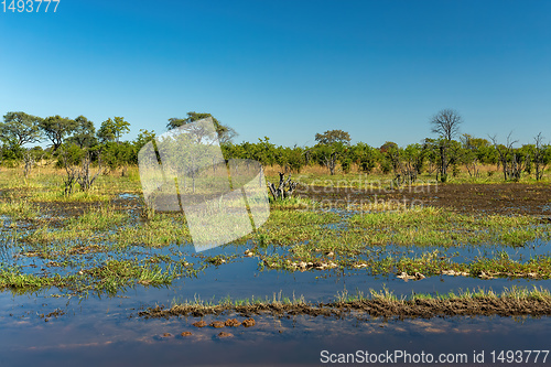 Image of Moremi game reserve landscape, Botswana Africa wilderness