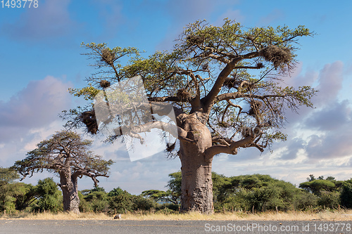 Image of majestic tree Baobab,, Namibia Africa