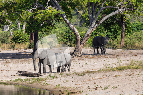 Image of African elephant, Namibia, Africa safari wildlife