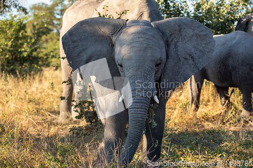 Image of African Elephant in Moremi, Botswana safari wildlife