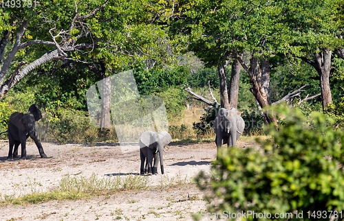 Image of African elephant, Namibia, Africa safari wildlife