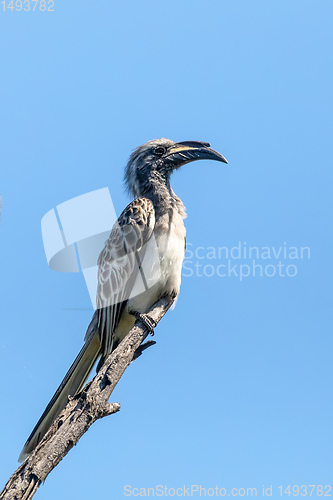 Image of African Grey Hornbill, Botswana, Africa wildlife