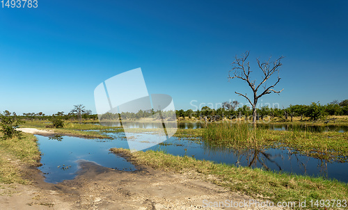 Image of Moremi game reserve landscape, Botswana Africa wilderness