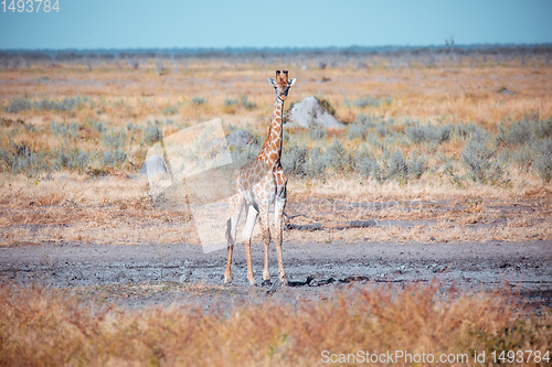 Image of South African giraffe calf Chobe, Botswana safari