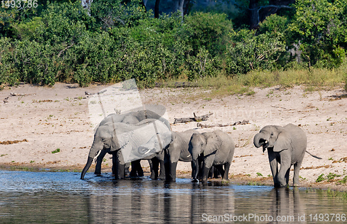 Image of African elephant, Namibia, Africa safari wildlife