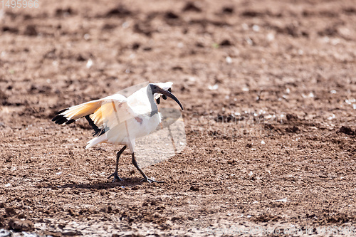 Image of bird African Sacred Ibis, Ethiopia safari wildlife