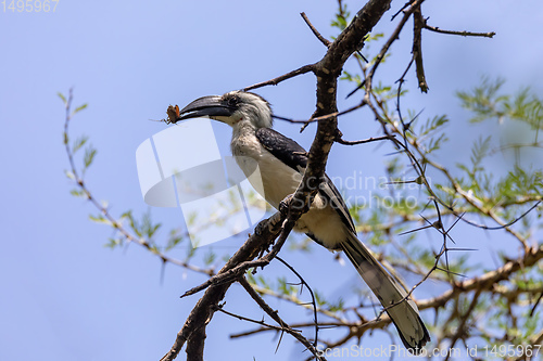 Image of bird Von der Deckens Hornbill, Ethiopia wildlife