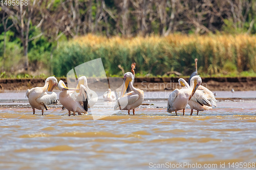 Image of Great White Pelicans, Ethiopia, Africa wildlife