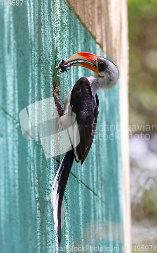 Image of bird Von der Deckens Hornbill, Ethiopia wildlife