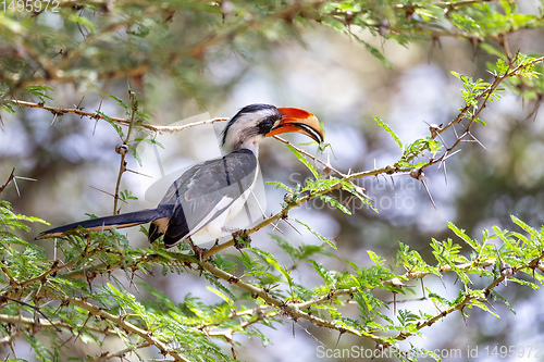 Image of bird Von der Deckens Hornbill, Ethiopia wildlife