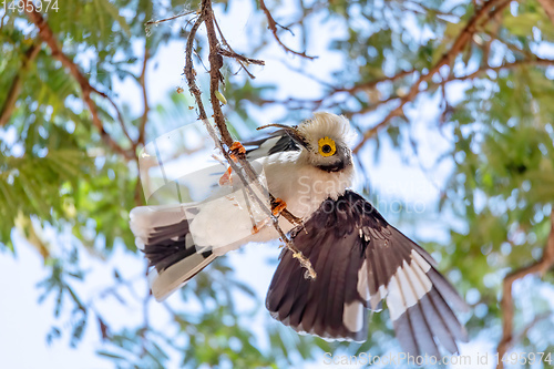 Image of hite-Crested Helmetshrike bird, Chamo Lake Ethiopia