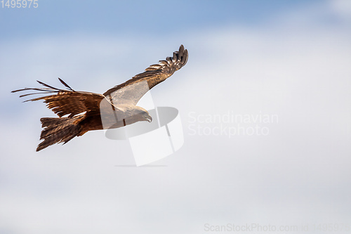 Image of Black kite flying, Ethiopia safari wildlife