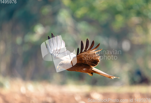 Image of Black kite flying, Ethiopia safari wildlife