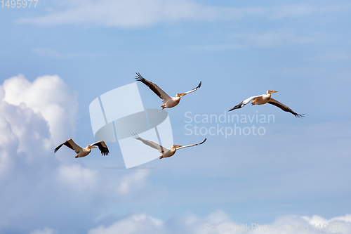 Image of Great White Pelicans, Ethiopia, Africa wildlife