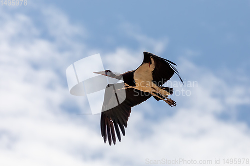 Image of bird White-bellied Stork fly, Ethiopia