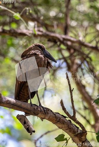 Image of water bird Hamerkop Ethiopia Africa wildlife