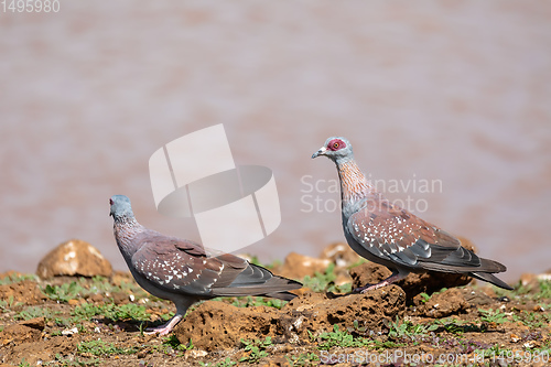 Image of speckled pigeon Ethiopia, Africa wildlife