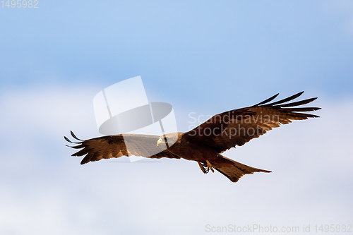 Image of Black kite flying, Ethiopia safari wildlife
