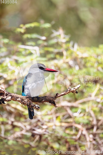 Image of Woodland kingfisher Ethiopia, Africa wildlife